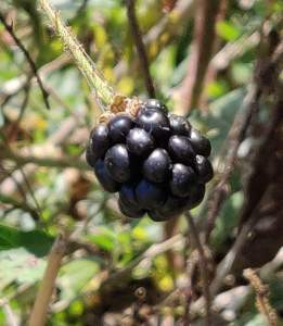 received_619860712073881